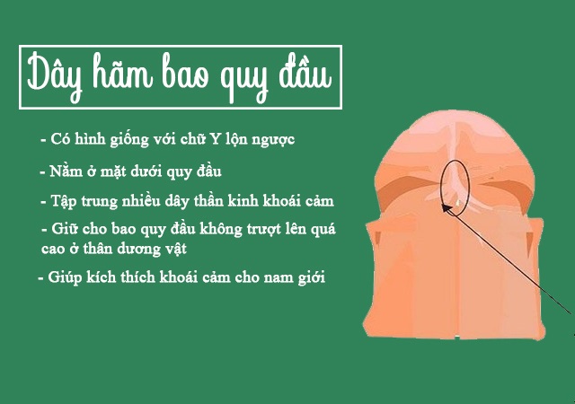 day-ham-bao-quy-dau-la-gi